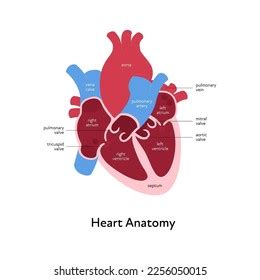 Heart Anatomy Infographic Chart Vector Color Stock Vector (Royalty Free ...