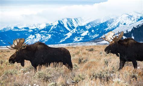 Alaska Moose Viewing Top 11 Spots To See Moose In Anchorage Alaska