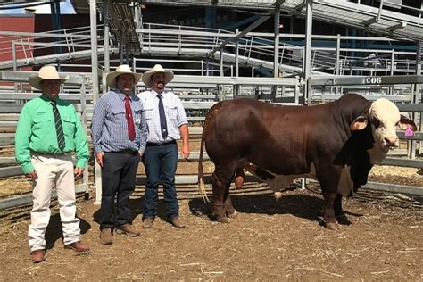 Top Price Bull Little Valley Kurt At The 2020 Riverina National Braford