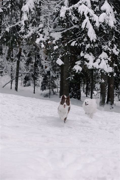 Dogs Playing in Snow · Free Stock Photo