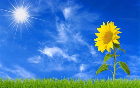 Download Yellow Flower Grass Sunshine Sun Nature Sunflower Hd Wallpaper