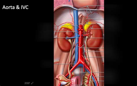 Diagram of Aorta & IVC | Quizlet