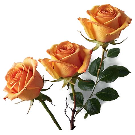 Download Orange Roses Sunset Png Egk