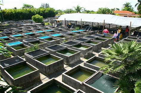 Learn To Aquaponic Aquaponic Farming Business