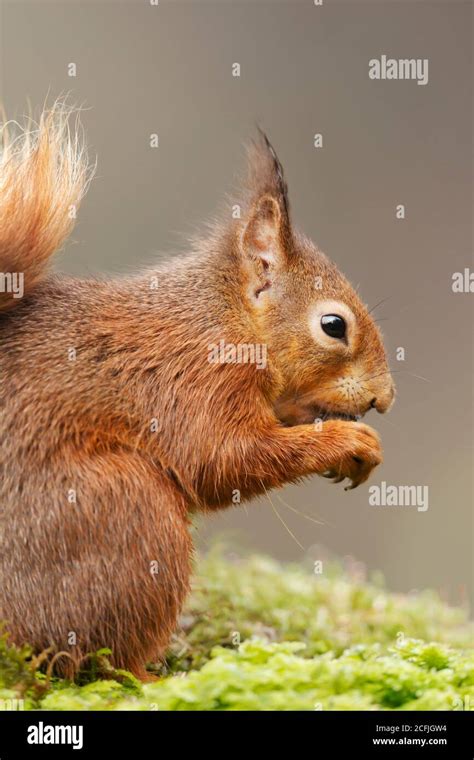 Squirrel Eating Nuts Hi Res Stock Photography And Images Alamy