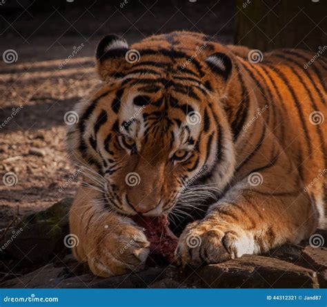 Tiger eating his meat stock image. Image of tiger, close - 44312321