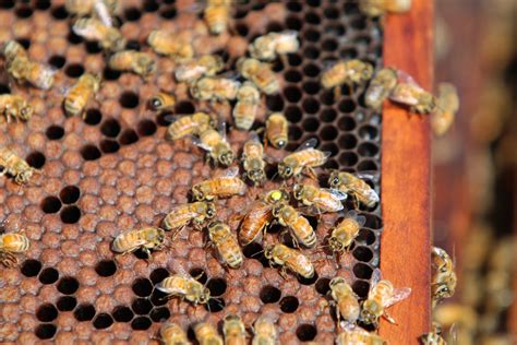 The Science of Modern Beekeeping - Sacramento Valley