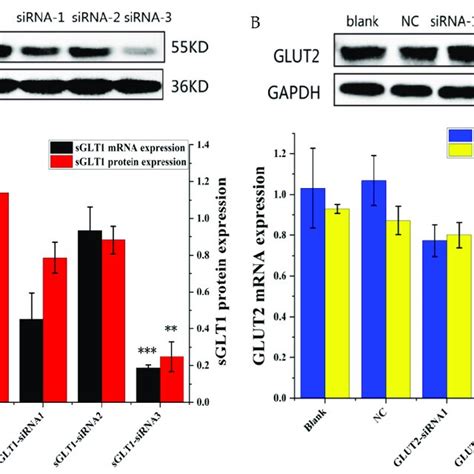 The Expression Levels Of SGLT1 A And GLUT2 B In Caco 2 Cells After