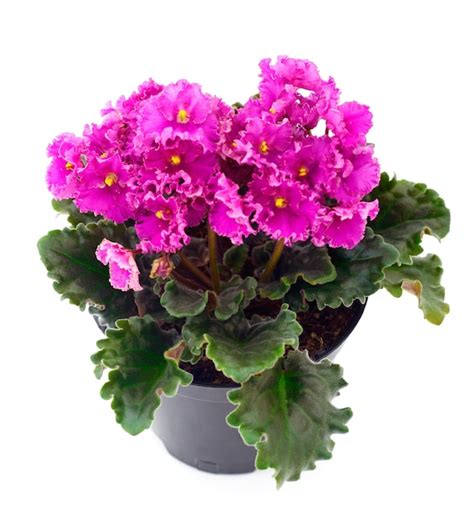 Premium Photo | Saintpaulia in a pot
