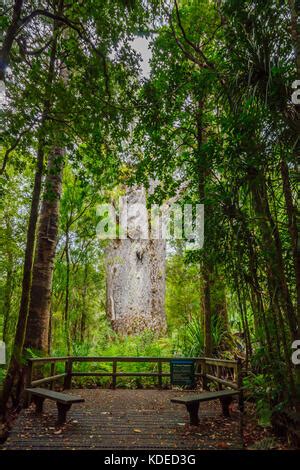 Te Matua Ngahere Father Of The Forest The Giant Native Kauri Tree