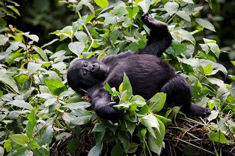 Affordable Gorilla trekking holidays 2021-2022 — With Gorilla permits