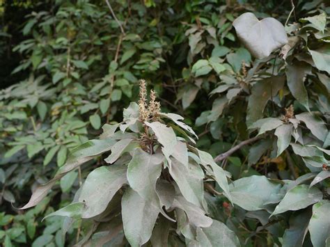 Mallotus Philippensis Lam M Ll Arg Euphorbiaceae Cast Flickr