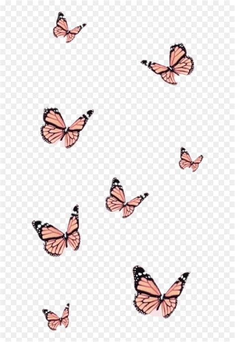 Aesthetic Butterfly Png HD Phone Wallpaper Pxfuel