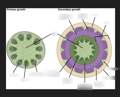 bio lab 2 1002 herbaceous stem cross section vs woody stem cross ...