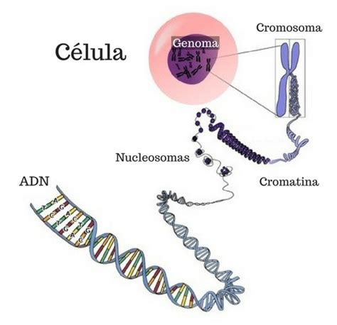 ADN ácido desoxirribonucleico qué es partes y estructura Toda Materia