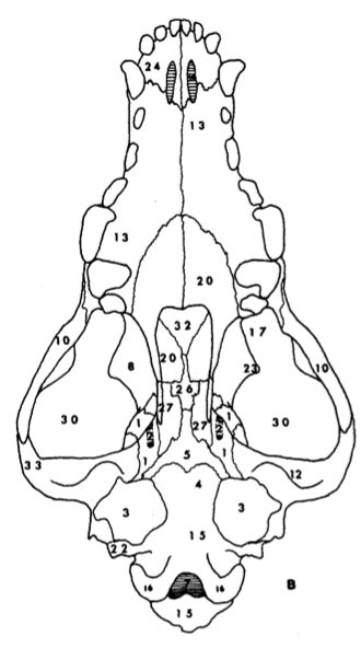 Skull Diagrams 2 Diagram Quizlet