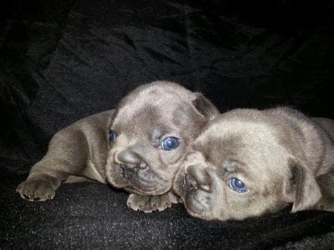 Rare Blue Brindle And Blue Fawn French Bulldog Puppies For Sale In