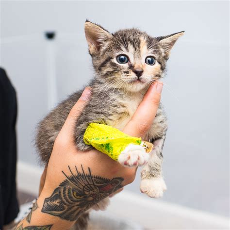 Adopt a kitten near me programs save local lives this month