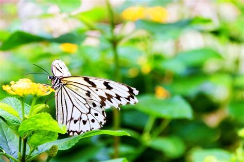 Borboleta Preta E Branca Empoleirada Em Uma Flor Amarela Sobre Fundo