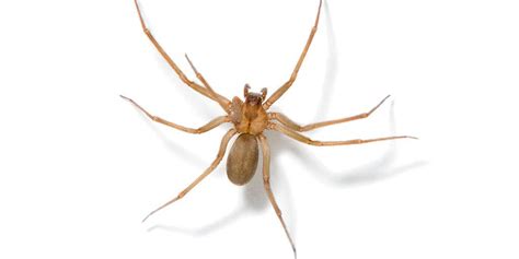 Why Is It Called A Hobo Spider Paul Smith