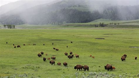 Wildlife Watching & Safety Tips | Travel Wyoming