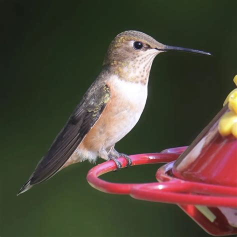 Hummingbirds Virginia: Everything You Need To Know