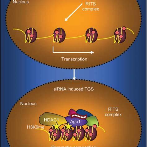 Model Of Induced Heterochromatin Formation By SiRNA Targeting A