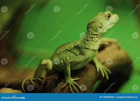 Cute Green Lizard On A Branch In The Aquarium Stock Image Image Of