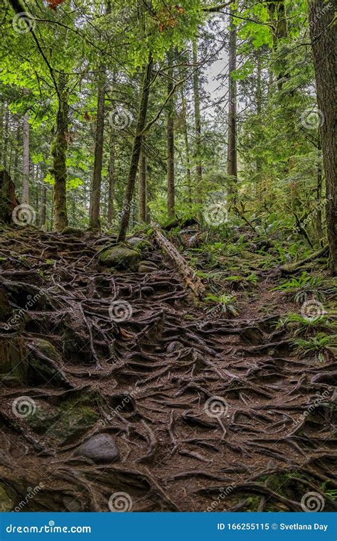 Twisted Exposed Gnarled Roots Of Pine Trees Growing On A Slope Of A