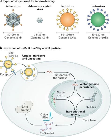 Delivery of CRISPR-Cas9: Cargo, Vehicles, Challenges, and More