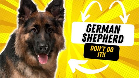 Why You Shouldn T Get A German Shepherd Youtube