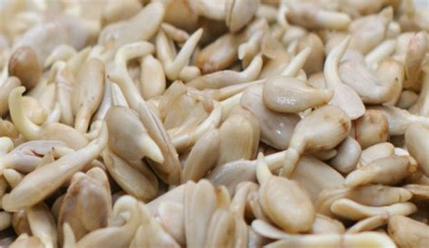 Подсолнечник для проращивания, 500 г купить семена - Никольские ПроРостки