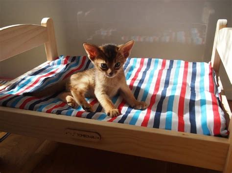 😾Почему кошка гадит на постель и на вещи, что с этим делать | Нос ...