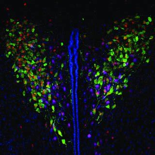 Multi Fluorescent Immunohistochemical Labeling Of Brain Tissue