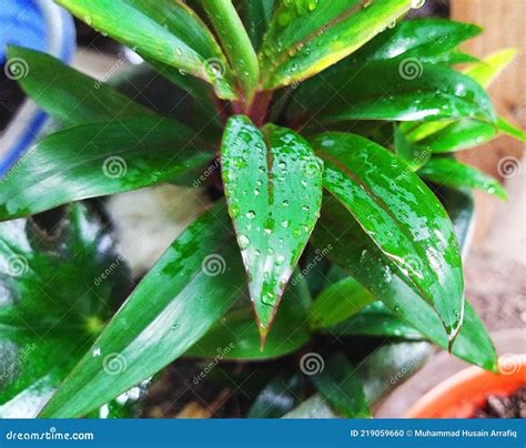 Plantas Verdes Expostas Ao Orvalho Matinal Foto De Stock Imagem De