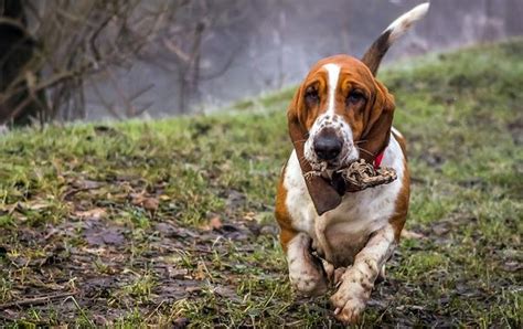 Basset Hound Facts Traits And Information