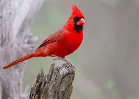 Male Cardinals Bright Plumage And Territorial Behavior Nature Blog