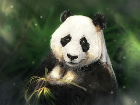 Panda Digital Art by Alandodrawing Art Shop - Fine Art America