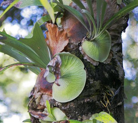 Plant Profile Staghorn Fern Platycerium Bifurcatum