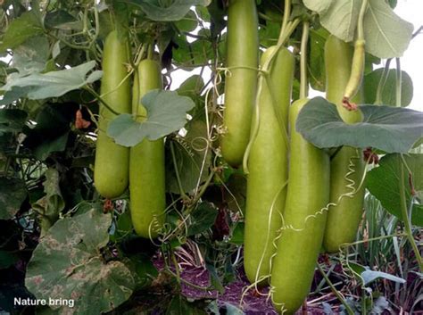 Lauki How To Grow Bottle Gourd Growing Bottle Gourd Naturebring