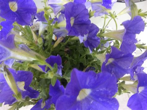 Create meme "Petunia, Petunia pictures for kids, Petunia blue photo ...
