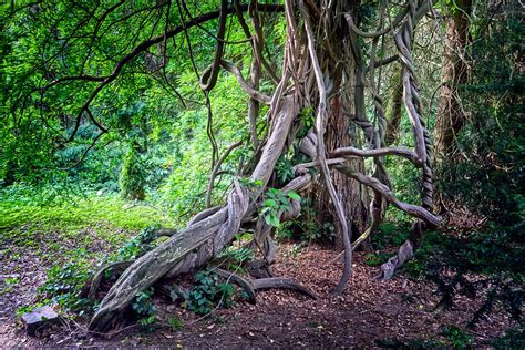 Woody Vines Amplify The Effects Of Lightning In Tropical Forests