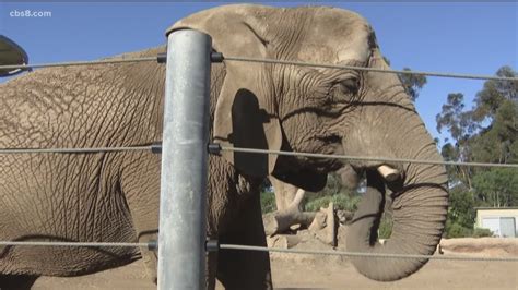 San Diego Zoo announces death of 48-year-old elephant Tembo | cbs8.com