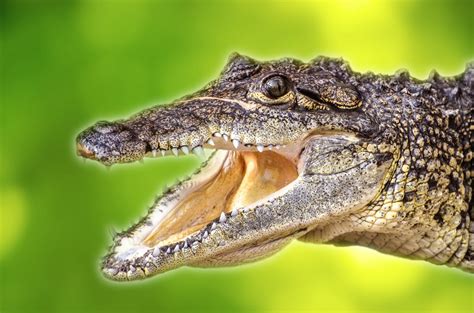 Animal - Crocodile Free Stock Photo - Public Domain Pictures
