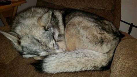 Wolf sleeping..... in 2024 | Silly animals, Silly animal pictures, Bad dog