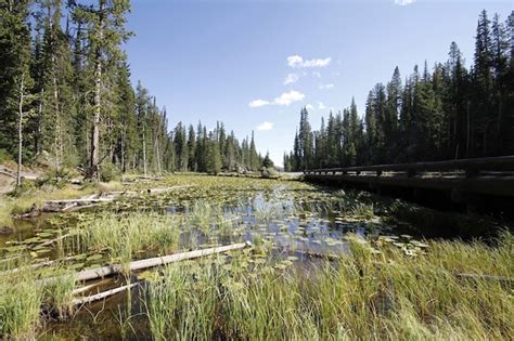 Premium Photo | Yellowstone national park in wyoming usa