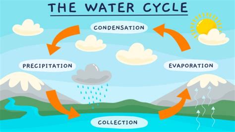 stages  water cycle  kids