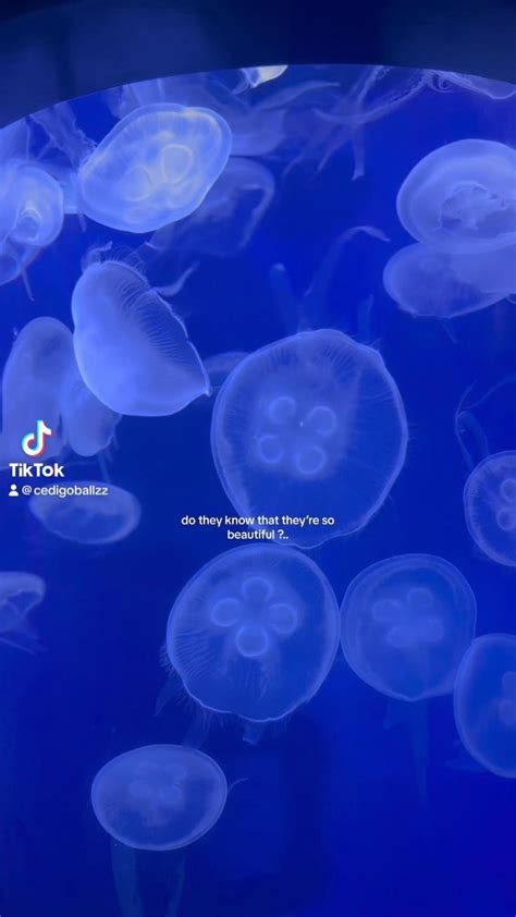 jellyfish at the aquarium :-) | Ocean photography, Ocean creatures ...