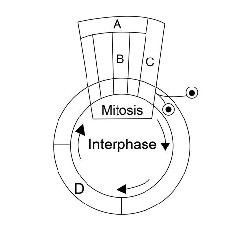 Given Above Is A Schematic Break Up Of The Phasesstages Of The Cell