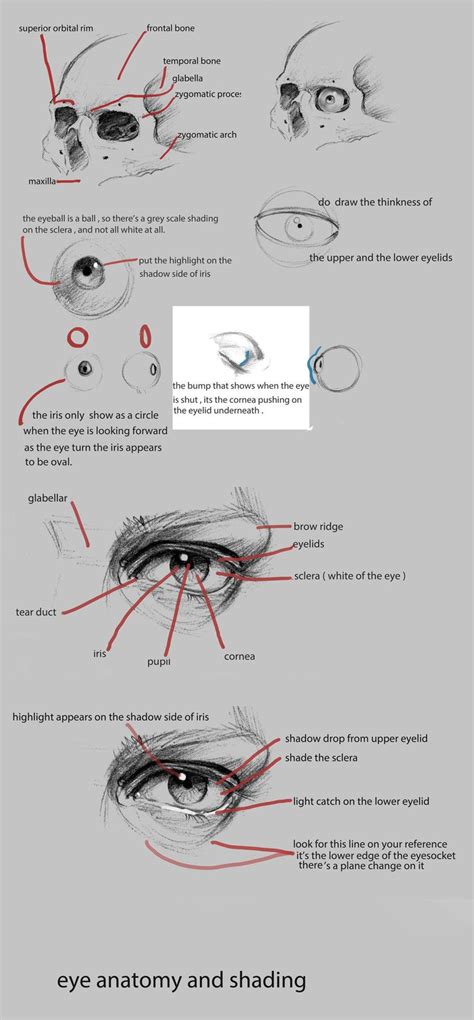 Eye anatomy, Eye drawing, Portrait drawing tips